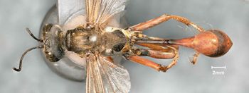 Media type: image;   Entomology 14346 Aspect: habitus dorsal view